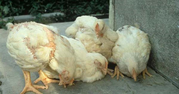 Cách trị bệnh gà ủ rũ do nhiễm vi khuẩn E.coli